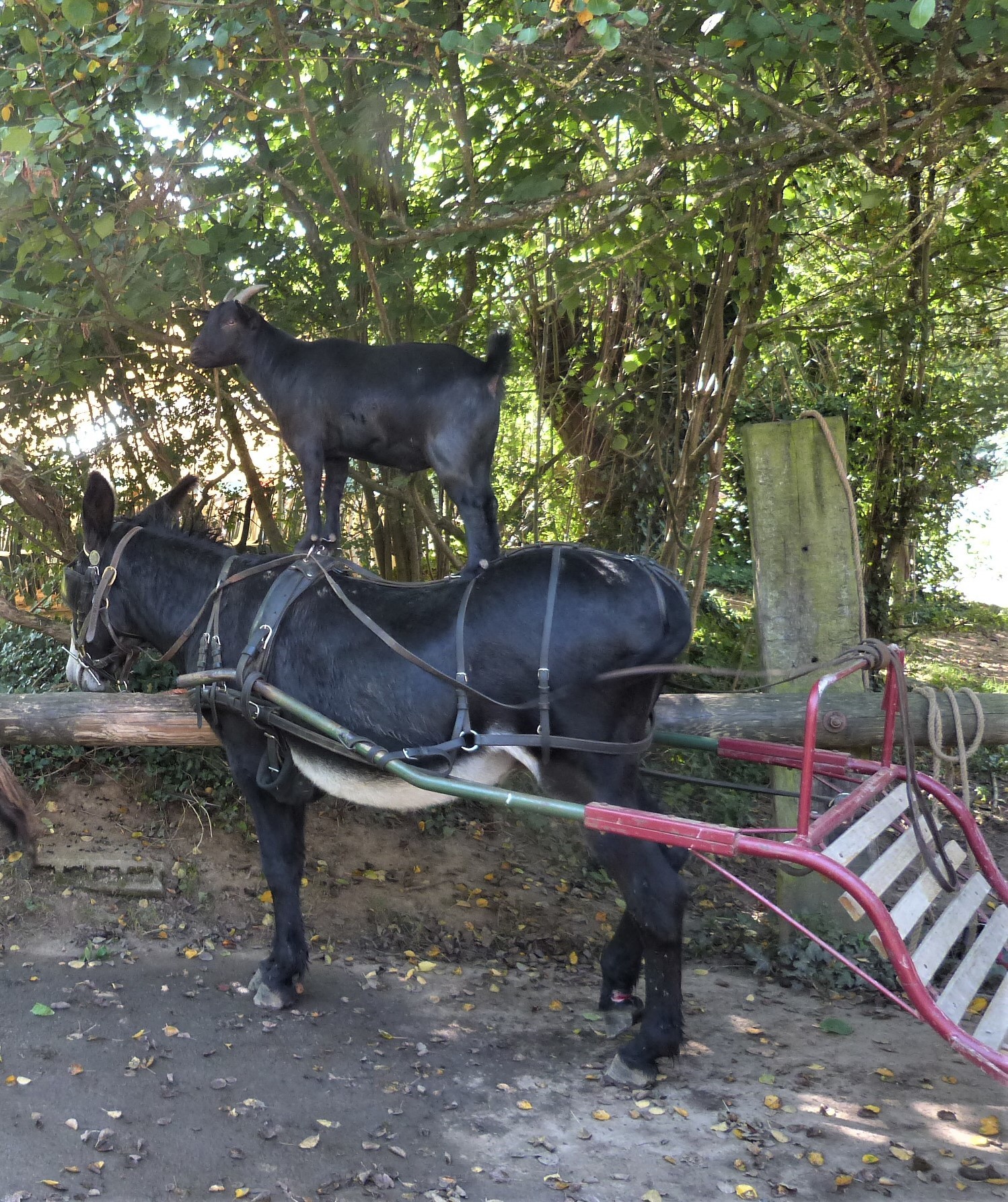 10 sept 2023 la michaudiere 19