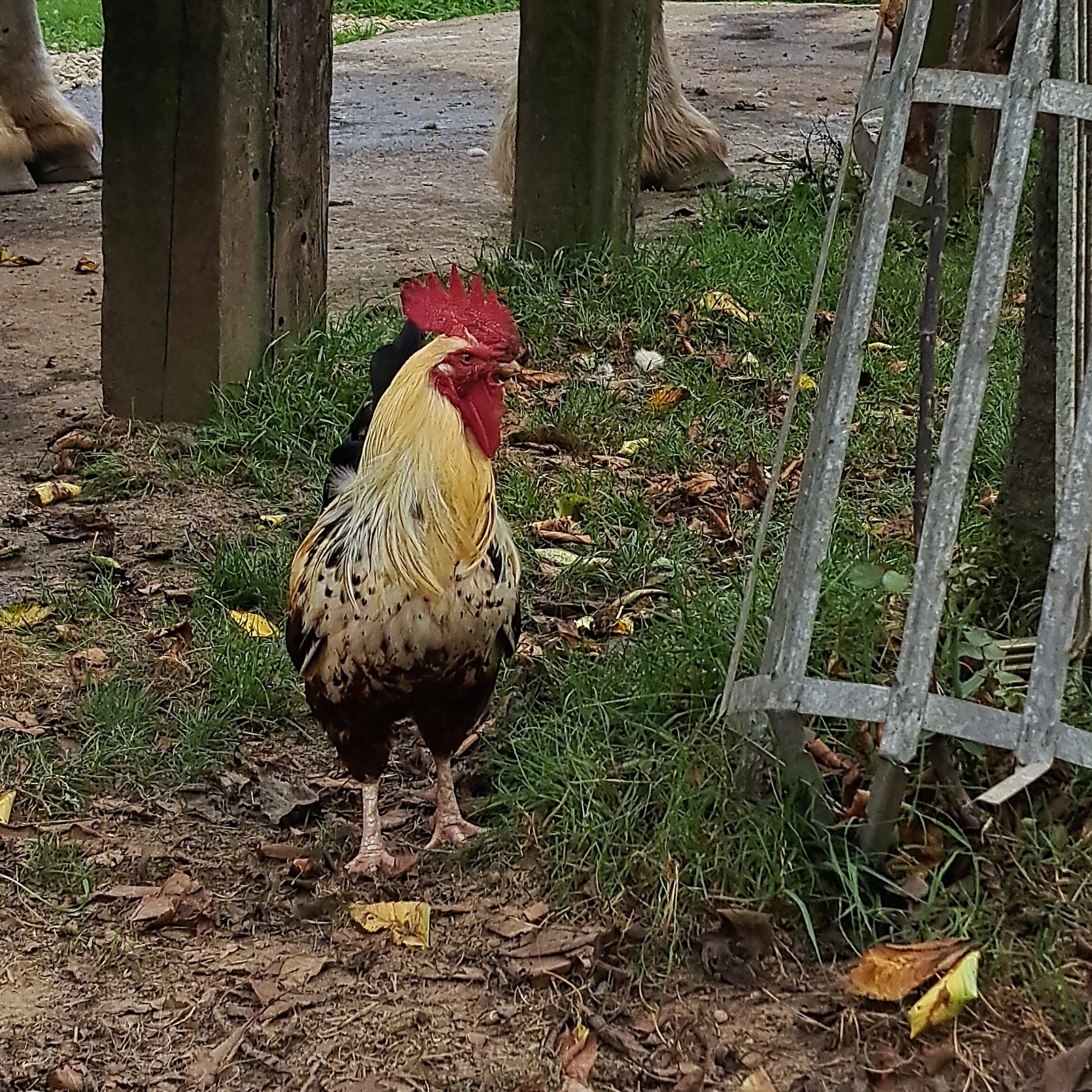 10 sept 2023 la michaudiere 25