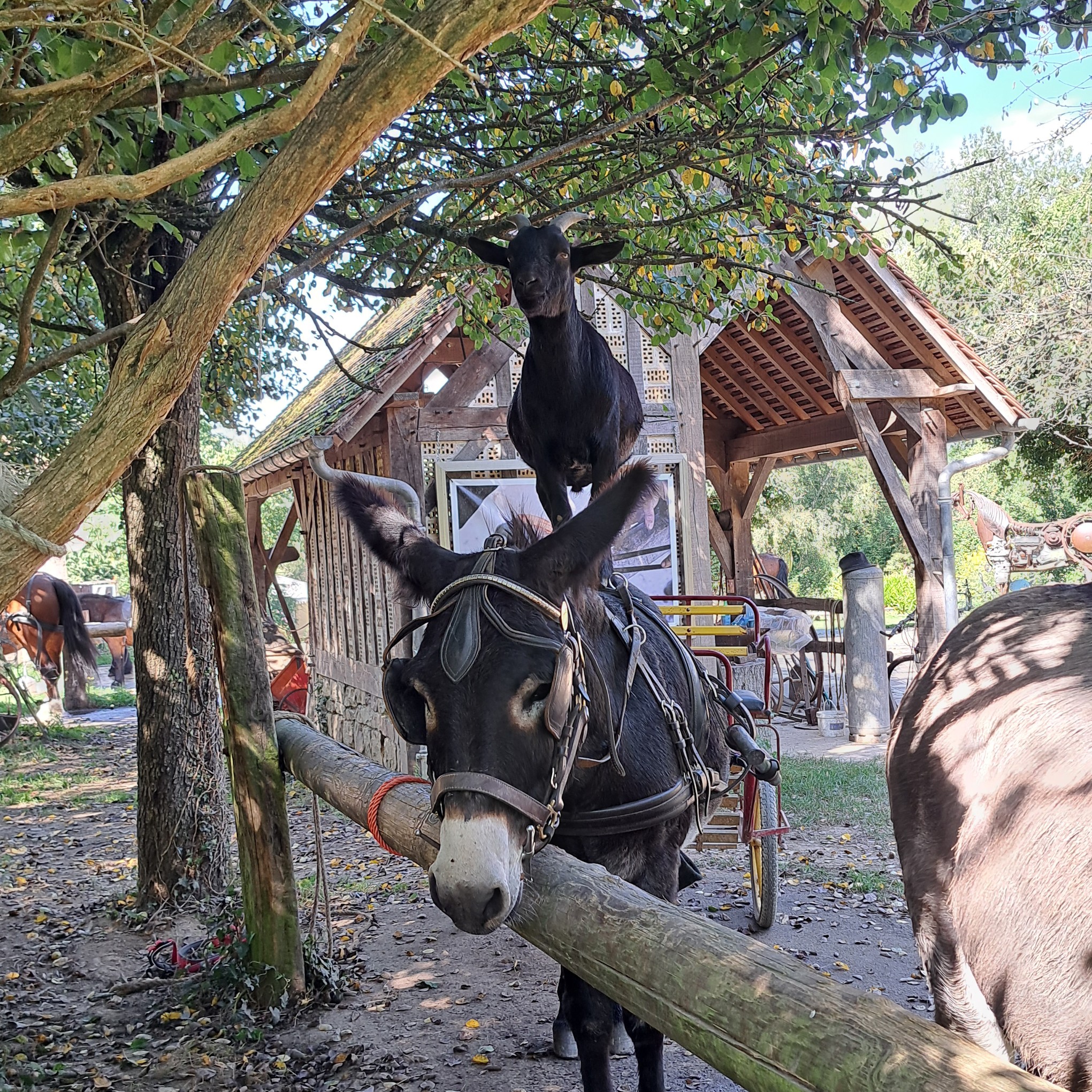 10 sept 2023 la michaudiere 28