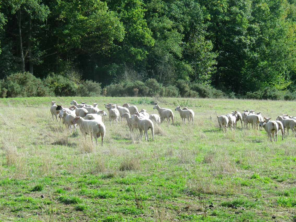 La Madeleine-Bouvet